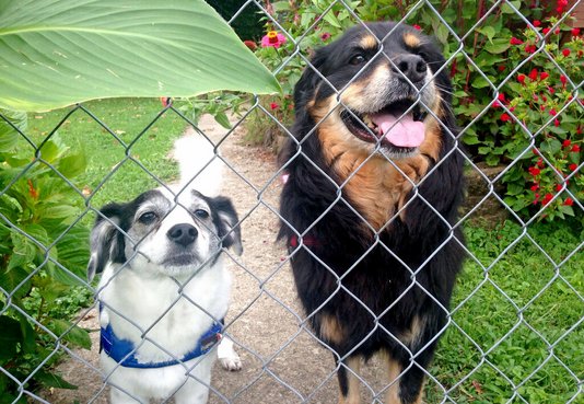 garten-eigener-pflege-gartenmoebel-einrichten-wohnen-44 Hunde